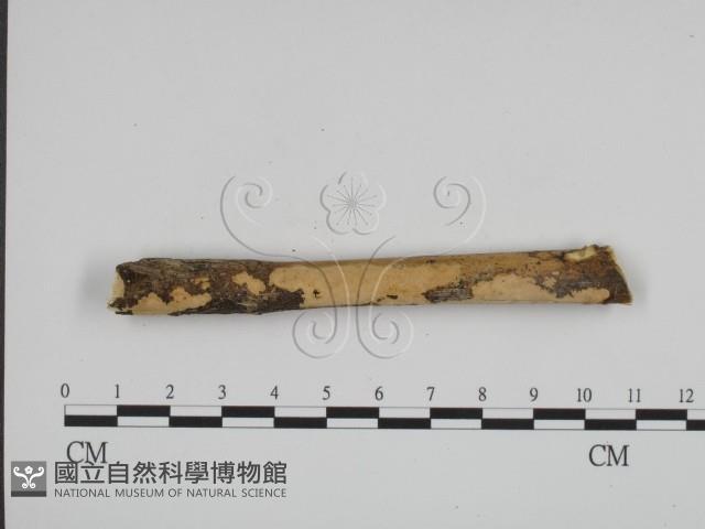 登錄號:F0022195藏品圖，第1張