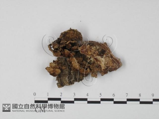 韌革菌屬藏品圖，第1張