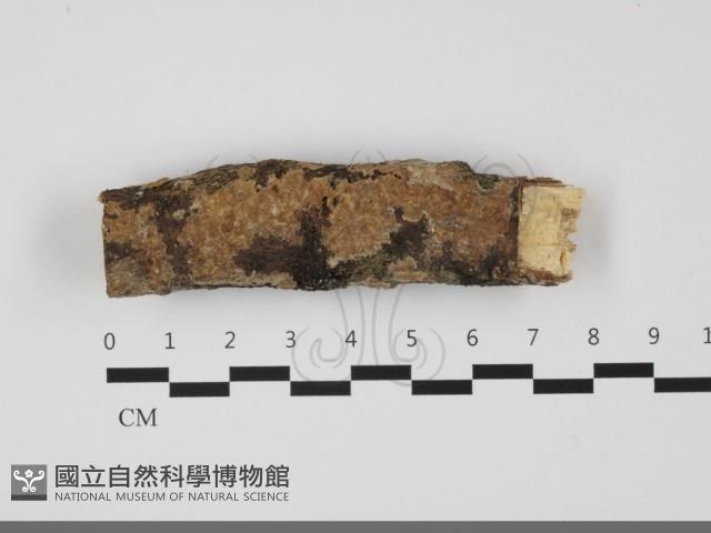 登錄號:F0032195藏品圖，第1張