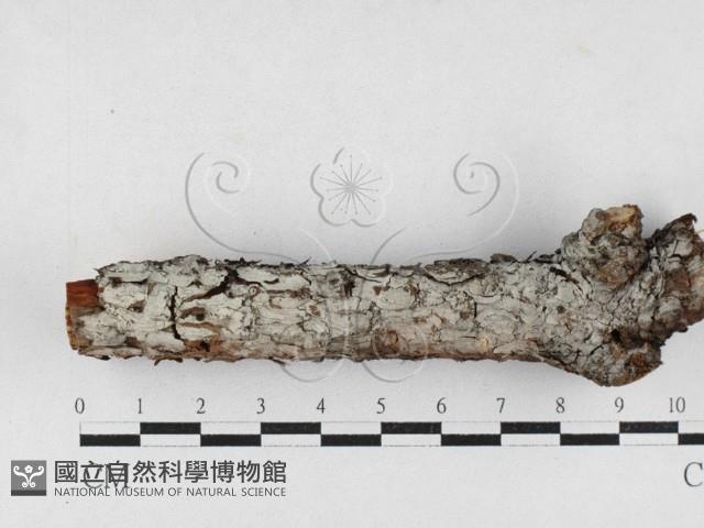 登錄號:F0027195藏品圖，第1張