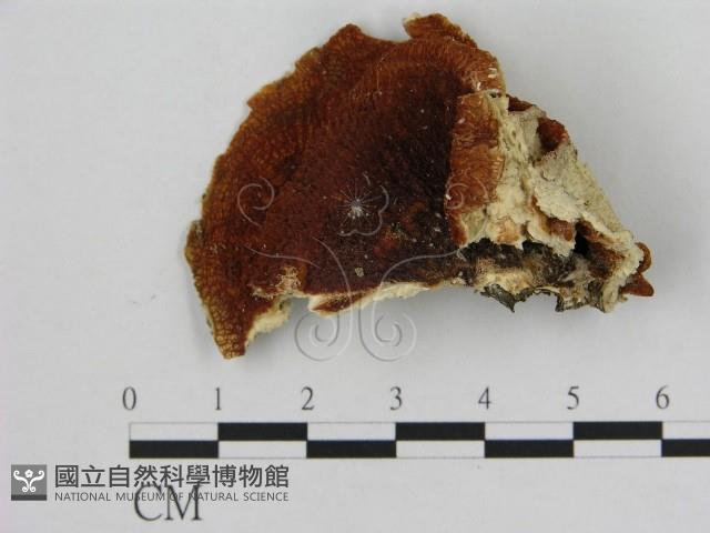 登錄號:F0007195藏品圖，第1張