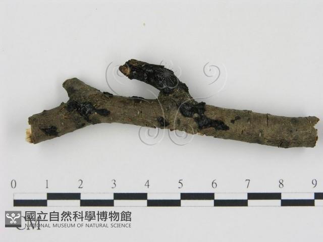 登錄號:F0017195藏品圖，第1張
