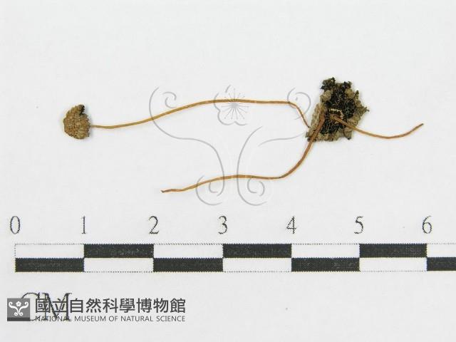 登錄號:F0005195藏品圖，第1張