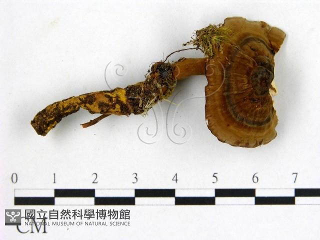 假芝屬藏品圖，第1張