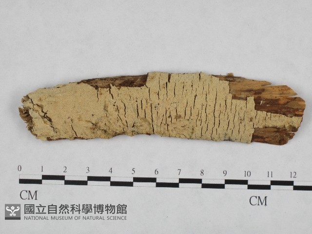登錄號:F0003195藏品圖，第1張