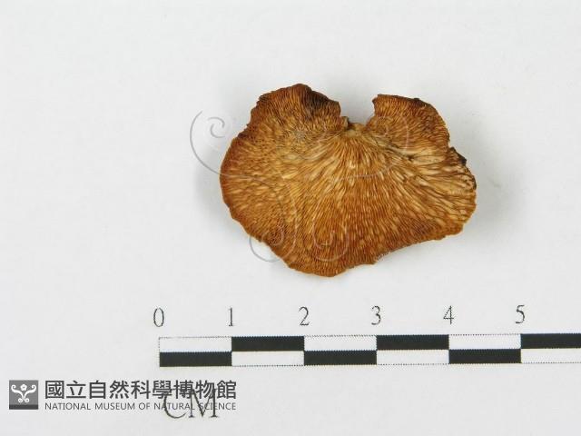 登錄號:F0013195藏品圖，第1張
