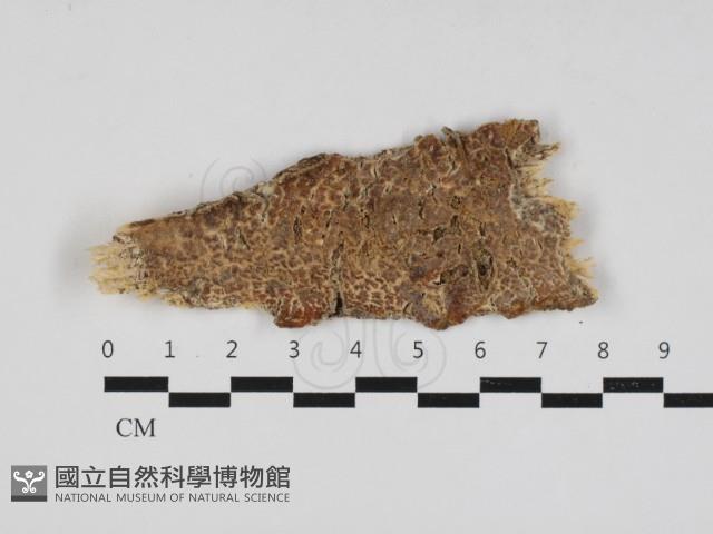 登錄號:F0033195藏品圖，第1張
