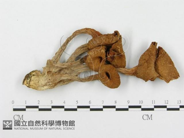 登錄號:F0008095藏品圖，第1張