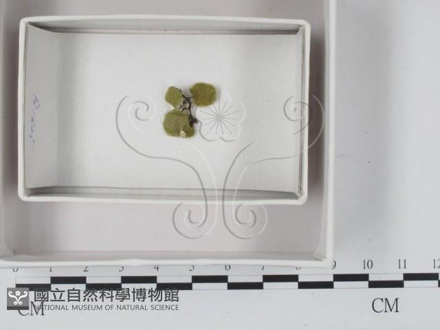 登錄號:F0018095藏品圖，第1張