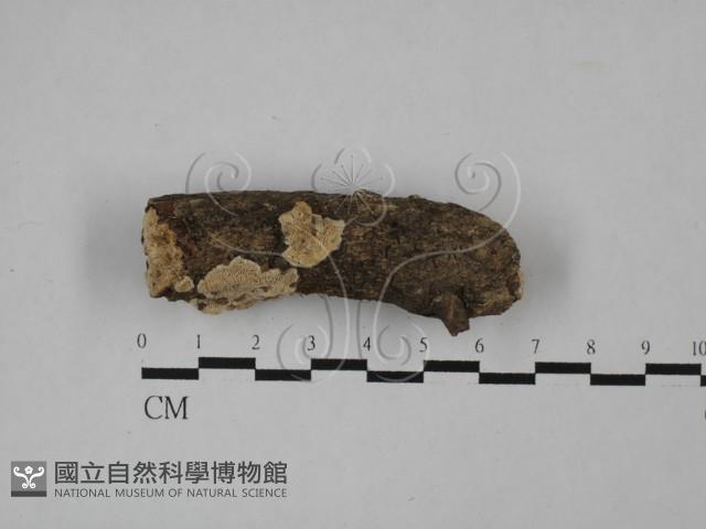 登錄號:F0020095藏品圖，第1張