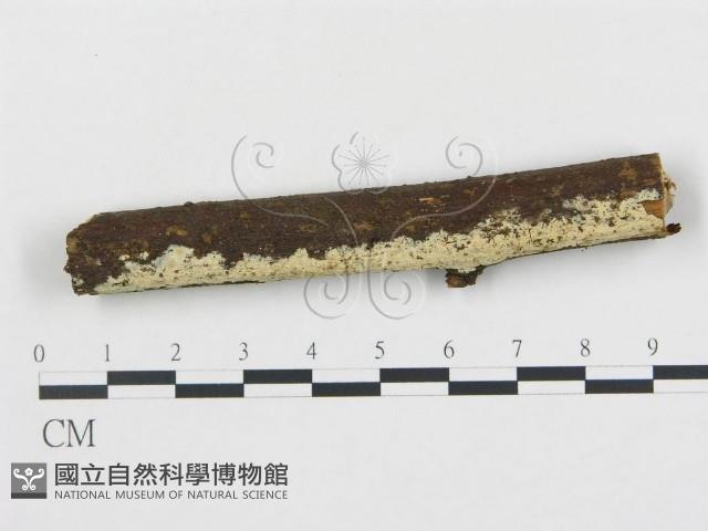 登錄號:F0000095藏品圖，第1張