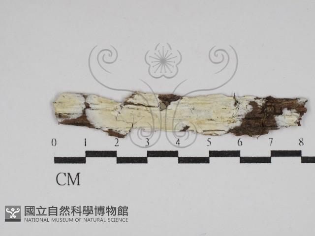 絲皮菌屬藏品圖，第1張