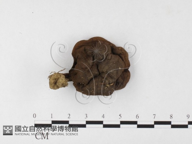 登錄號:F0026095藏品圖，第1張