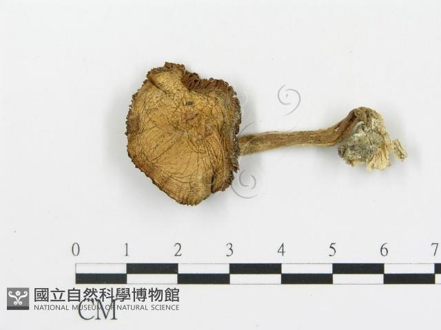 登錄號:F0016095藏品圖，第1張