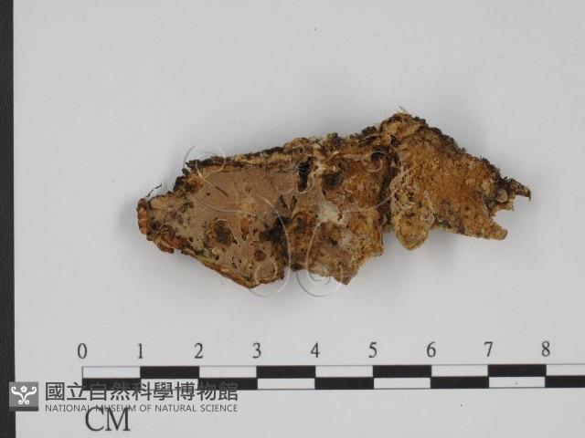登錄號:F0001095藏品圖，第1張