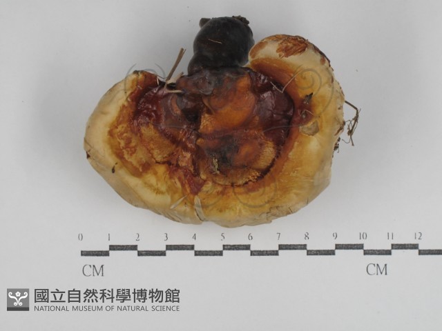 重傘靈芝藏品圖，第1張