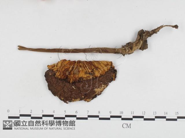 登錄號:F0024095藏品圖，第1張