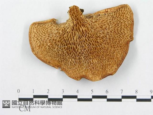 登錄號:F0014095藏品圖，第1張