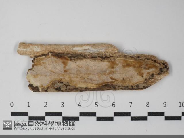 多年臥孔菌屬藏品圖，第1張