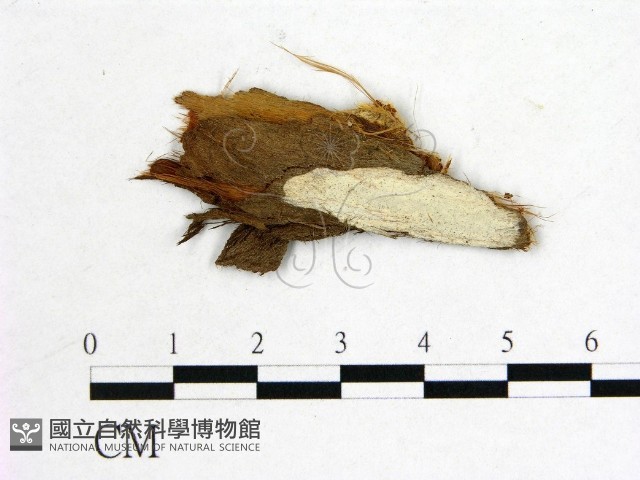 樹狀皮革菌屬藏品圖，第1張