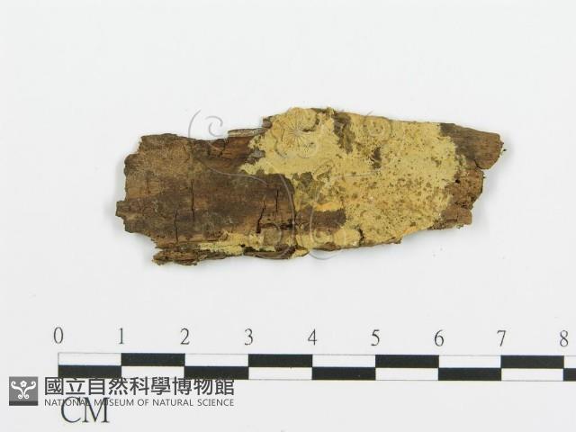 阿太菌屬藏品圖，第1張
