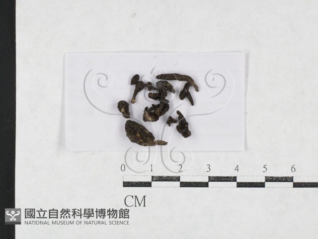 登錄號:F0027095藏品圖，第1張