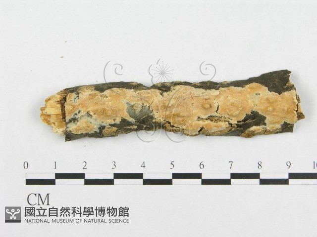 登錄號:F0007095藏品圖，第1張