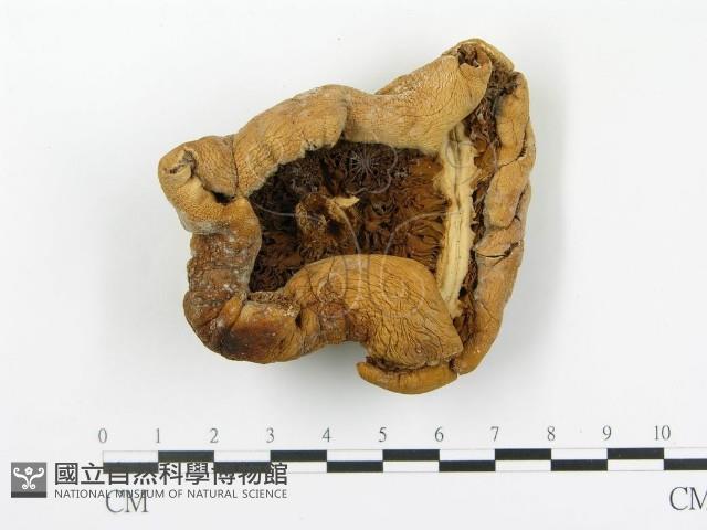 登錄號:F0017095藏品圖，第1張