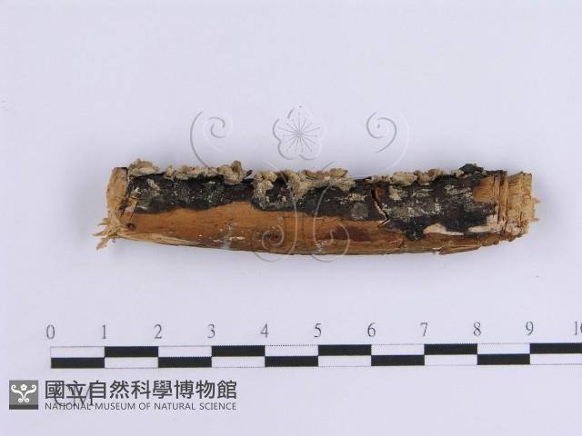 Accession Number:F0005095 Collection Image, Figure 1, Total 6 Figures