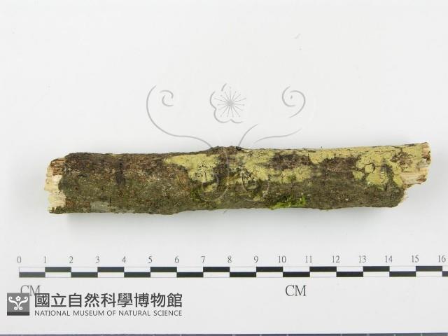 登錄號:F0015095藏品圖，第1張