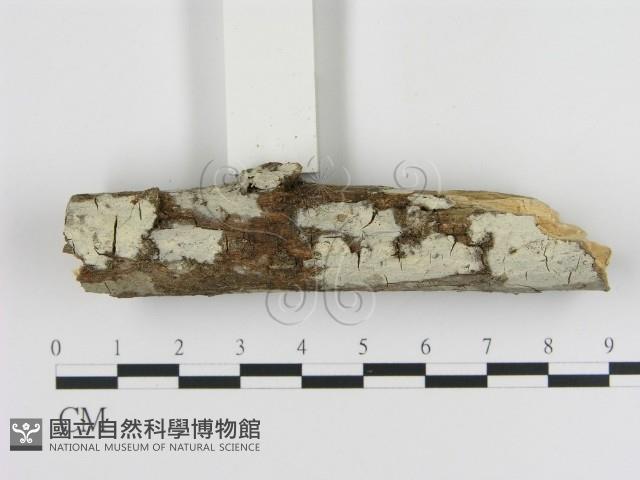 登錄號:F0009095藏品圖，第1張