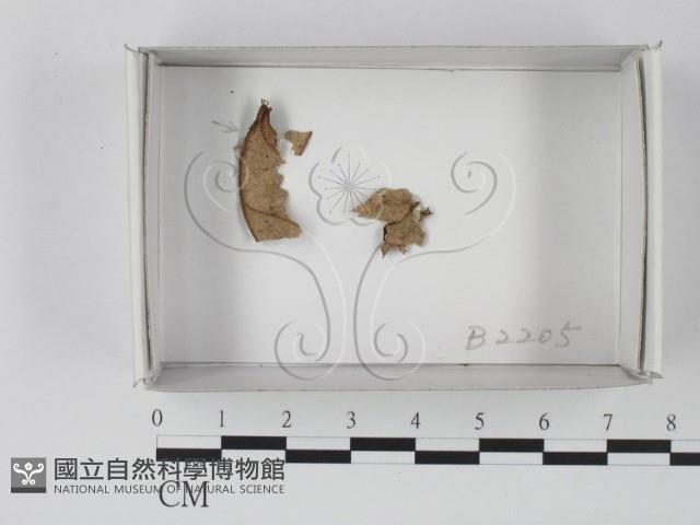 登錄號:F0019095藏品圖，第1張