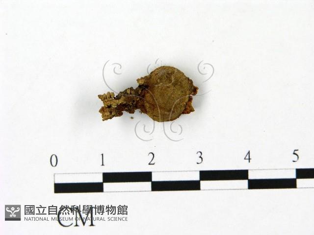 登錄號:F0023095藏品圖，第1張