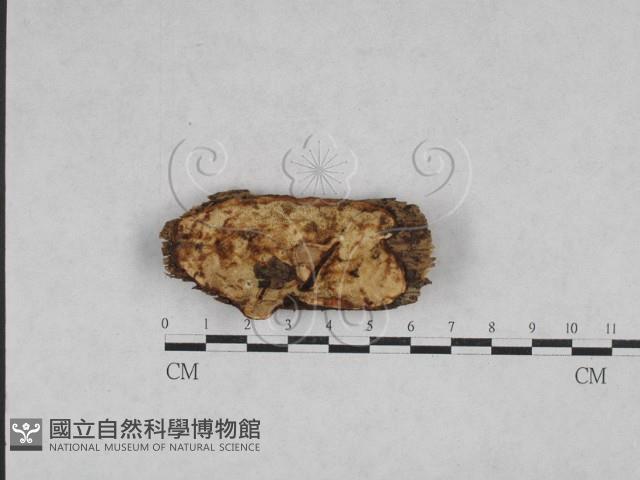 寡孔菌屬藏品圖，第1張