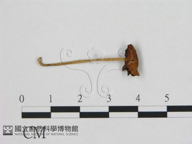 登錄號:F0008395藏品圖，第1張