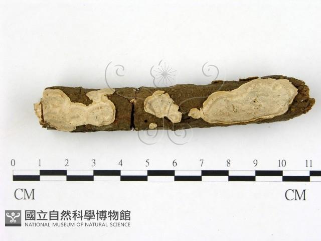 登錄號:F0020395藏品圖，第1張