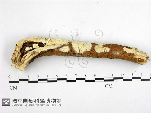 登錄號:F0000395藏品圖，第1張