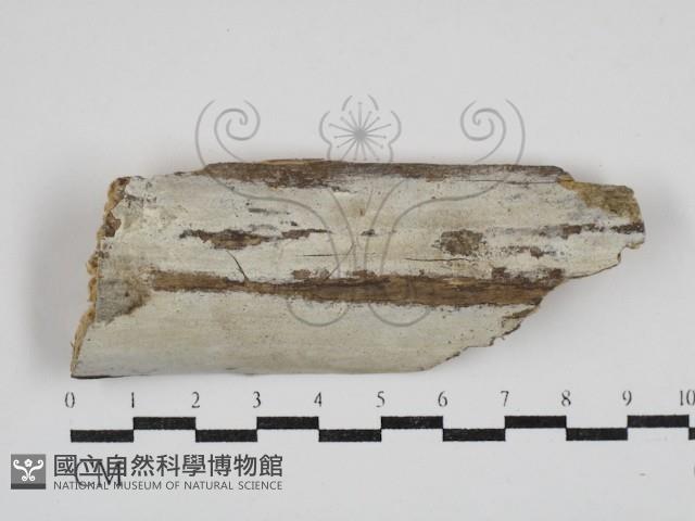 登錄號:F0030395藏品圖，第1張