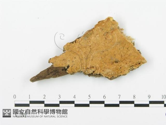 登錄號:F0006395藏品圖，第1張