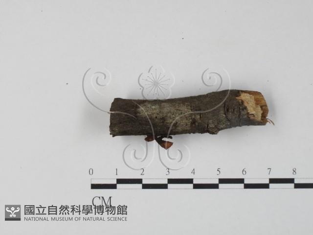 Accession Number:F0016395 Collection Image, Figure 1, Total 4 Figures