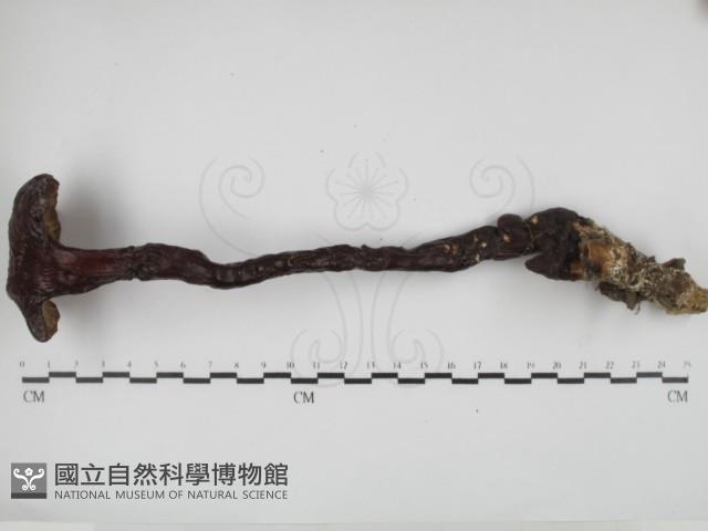 赤芝藏品圖，第1張