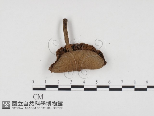 登錄號:F0024395藏品圖，第1張