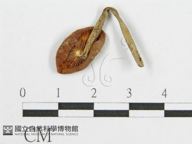 登錄號:F0004395藏品圖，第1張