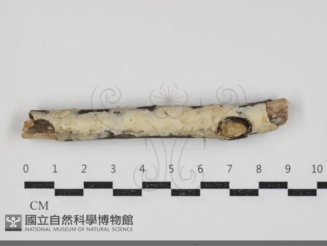 登錄號:F0034395藏品圖，第1張