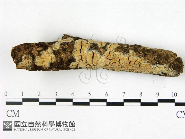 登錄號:F0022395藏品圖，第1張