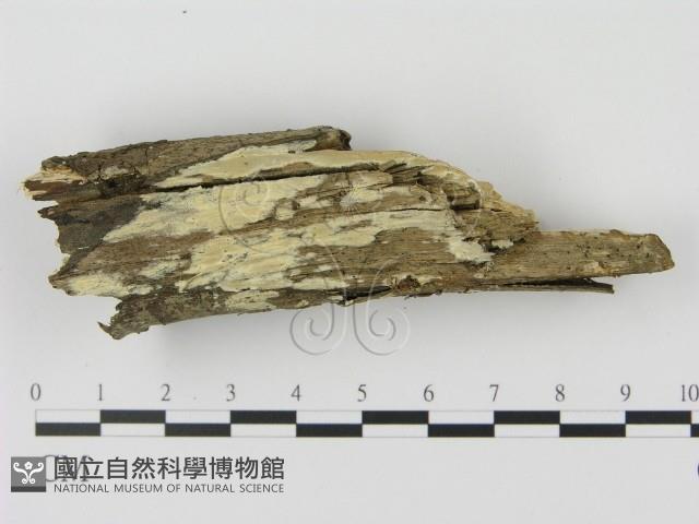 登錄號:F0002395藏品圖，第1張