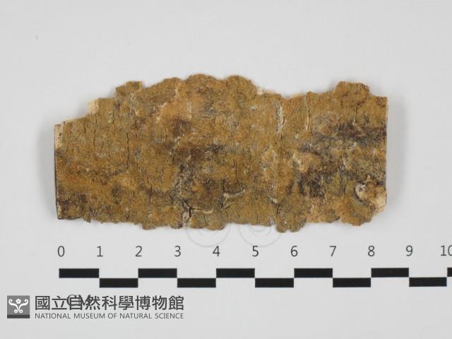 射脈菌屬藏品圖，第1張