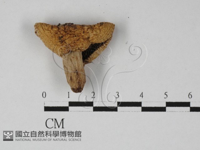登錄號:F0027395藏品圖，第1張