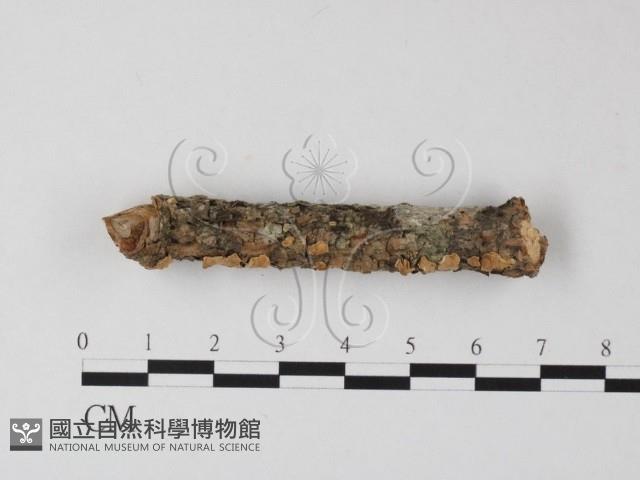 登錄號:F0025395藏品圖，第1張