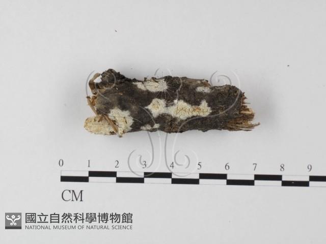 登錄號:F0015395藏品圖，第1張